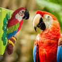 Dify Parrot Wall Art Building Blocks Set (2008+ PCS) | 3D Tropical Bird Mosaic Display Model | Complex for Ages 14+